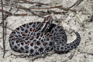 Pygmy Rattlesnake